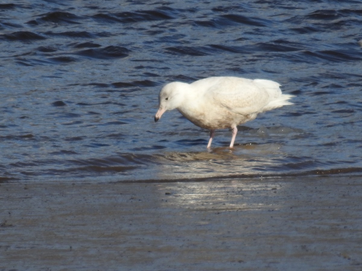 Glaucous Gull - ML83209451