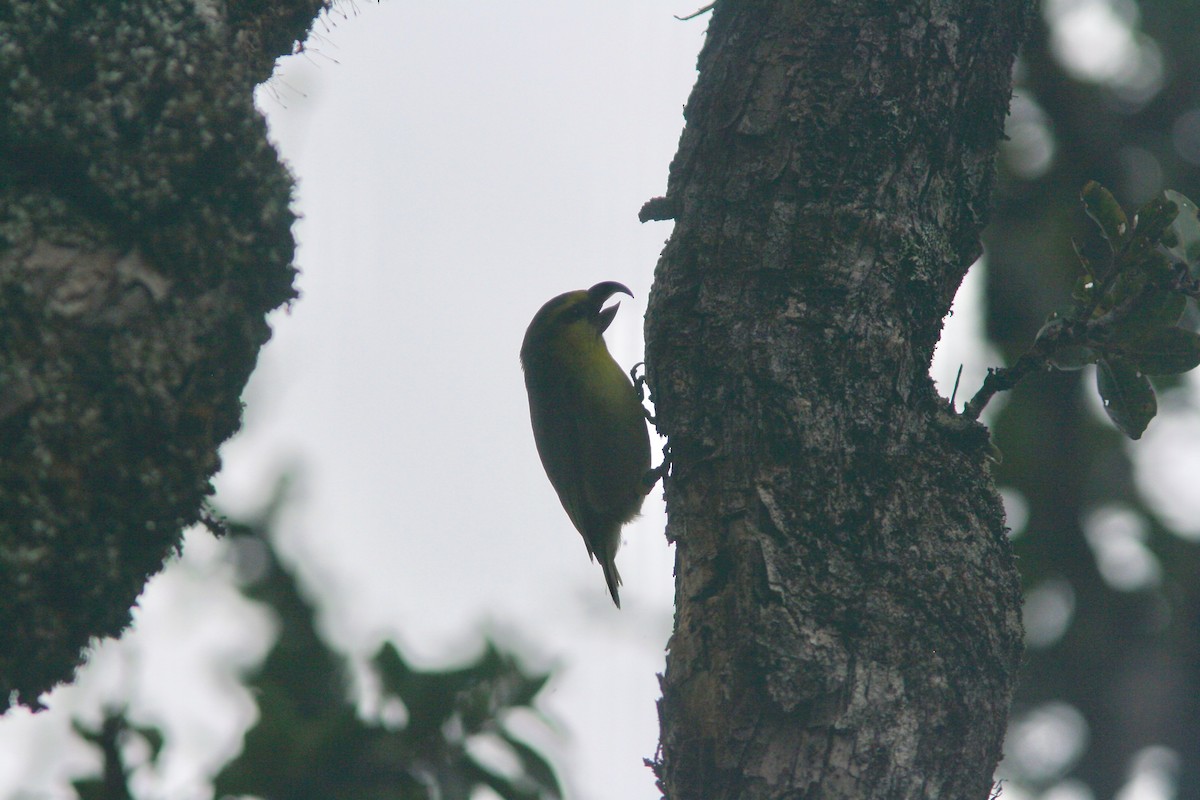 Maui Parrotbill - Alex Lin-Moore