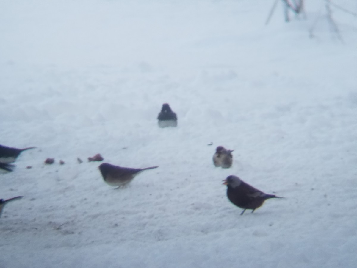 Gray-crowned Rosy-Finch (Hepburn's) - Matthew Danihel