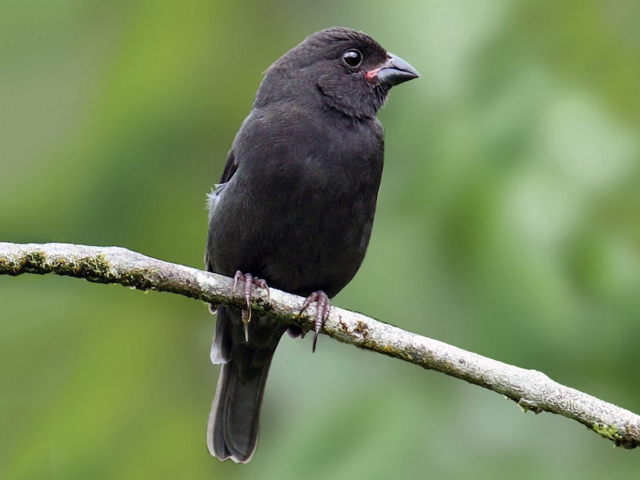 Sooty Grassquit - eBird