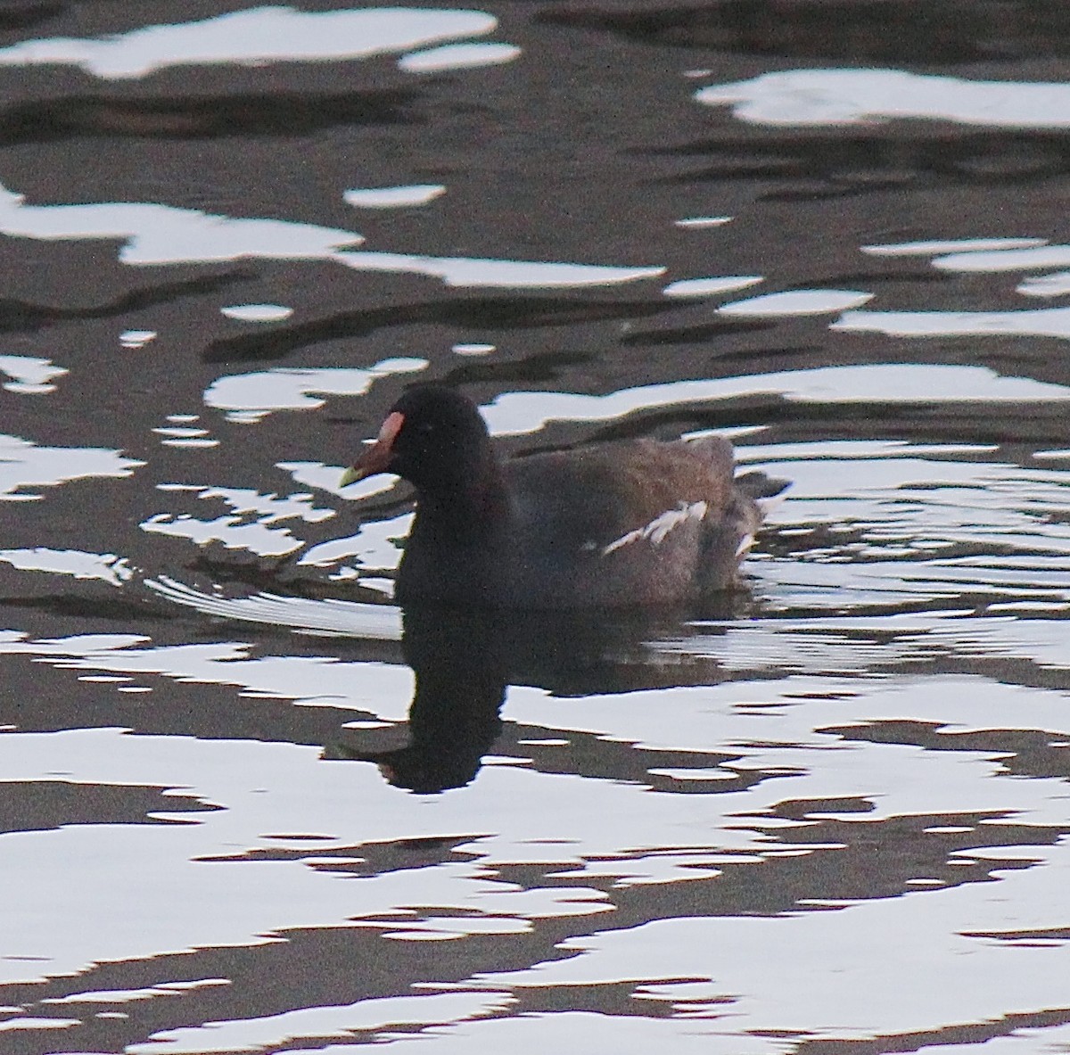 Gallinule d'Amérique - ML83211771