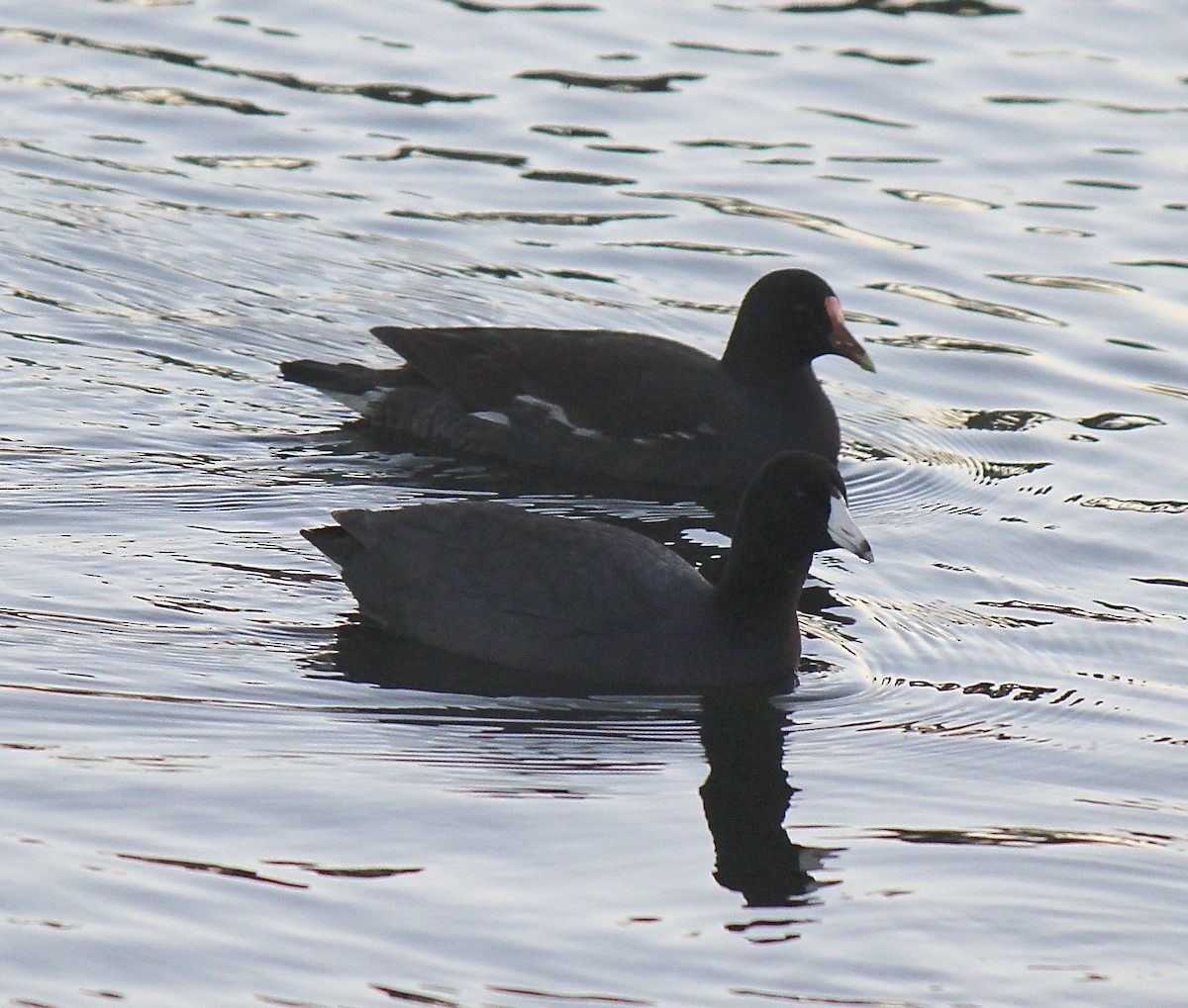 Common Gallinule - ML83211791