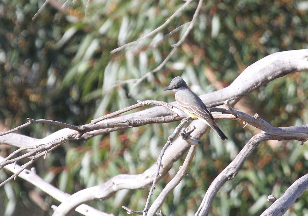 Cassin's Kingbird - ML83215701