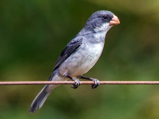 White-bellied Seedeater - Sporophila leucoptera - Birds of the World