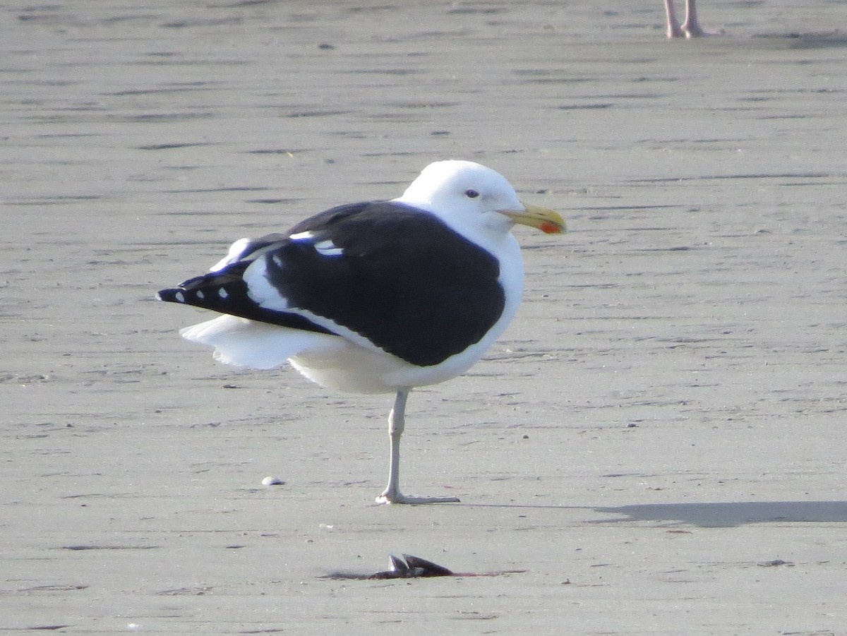 Gaviota Cocinera - ML83220131