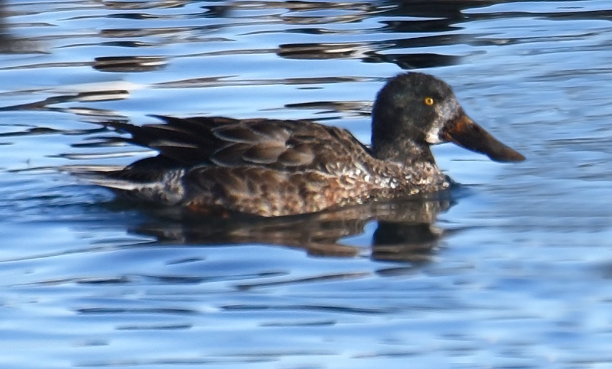 Northern Shoveler - ML83220811