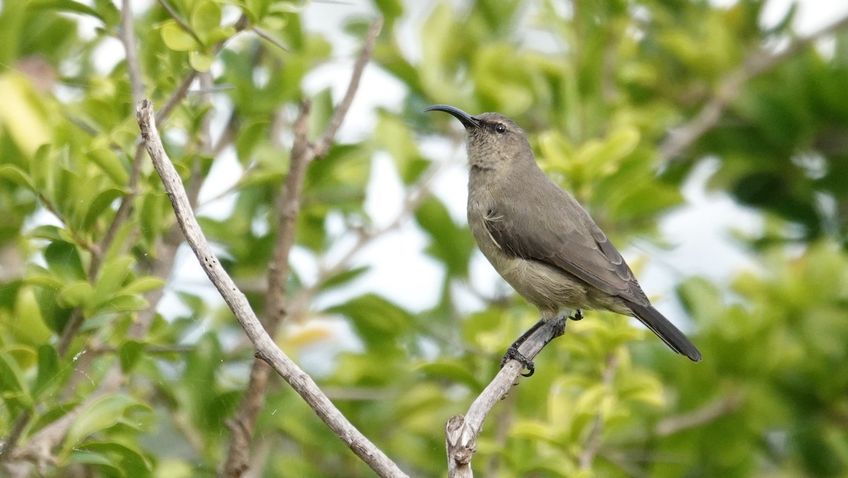 Greater Double-collared Sunbird - ML83222571