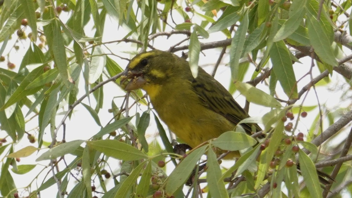 Brimstone Canary - ML83222921