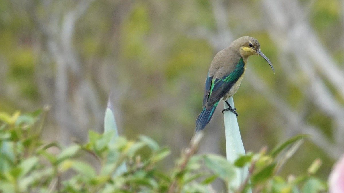 Malachite Sunbird - ML83223201