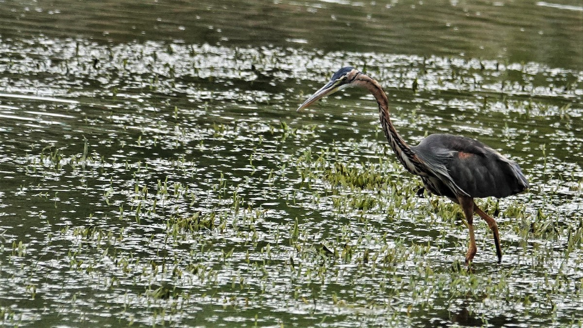 Purple Heron - ML83223231