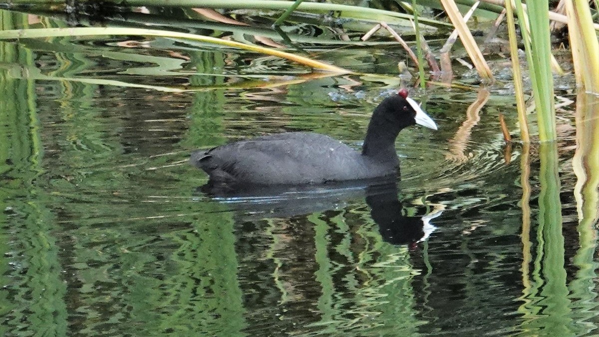 Red-knobbed Coot - Ronald Breteler