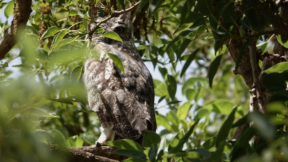 Spotted Eagle-Owl - Ronald Breteler