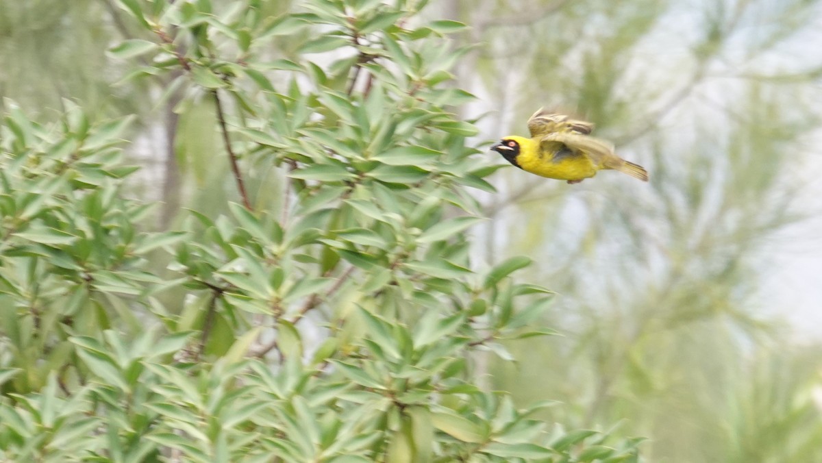 Southern Masked-Weaver - ML83223541