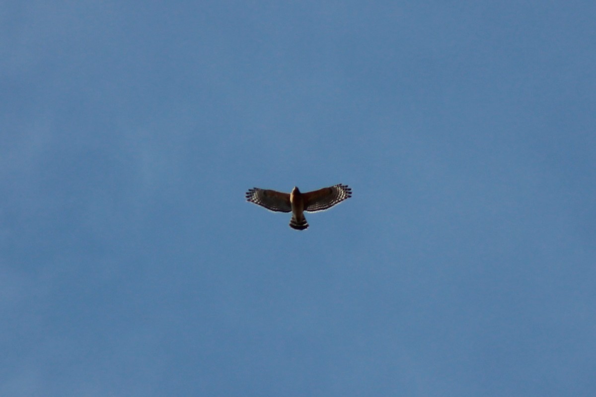 Red-shouldered Hawk - ML83224911