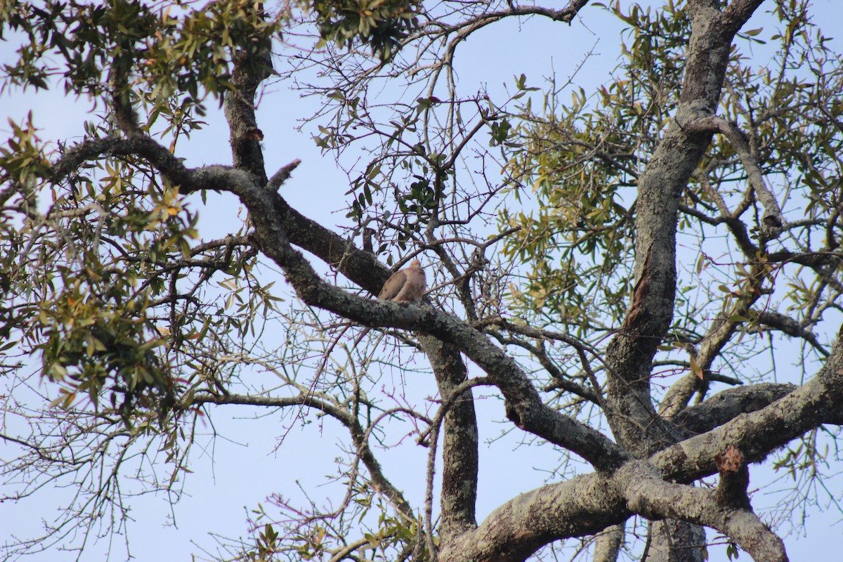 Mourning Dove - ML83224971