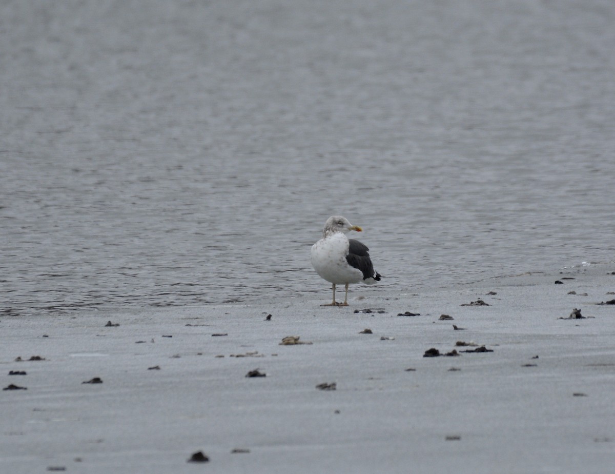 Lesser Black-backed Gull - ML83225211