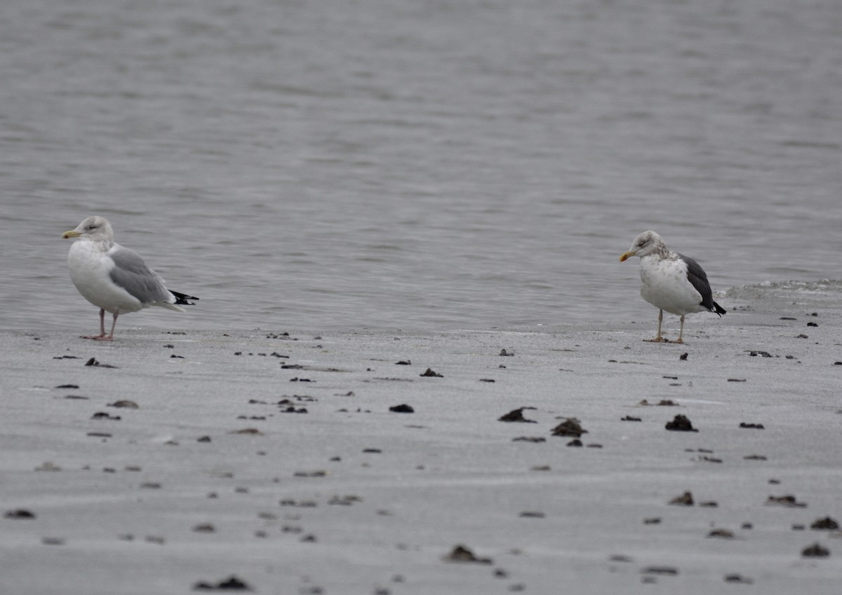 Lesser Black-backed Gull - ML83225251