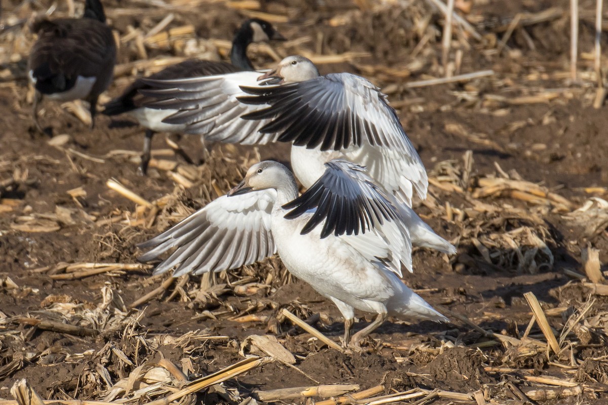 Snow Goose - ML83226261