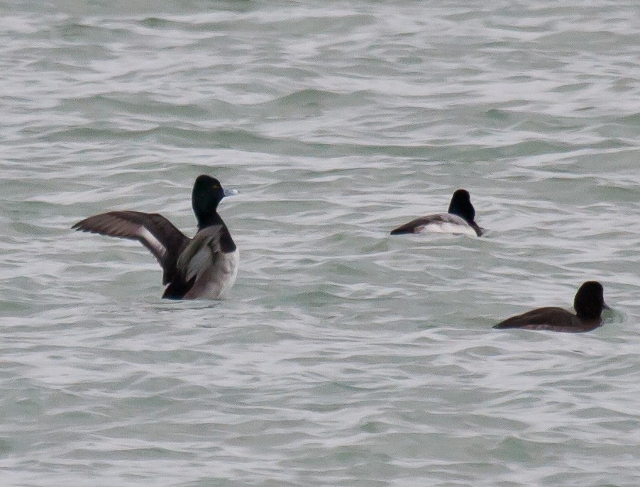 Ring-necked Duck x Lesser Scaup (hybrid) - Mike Bouman