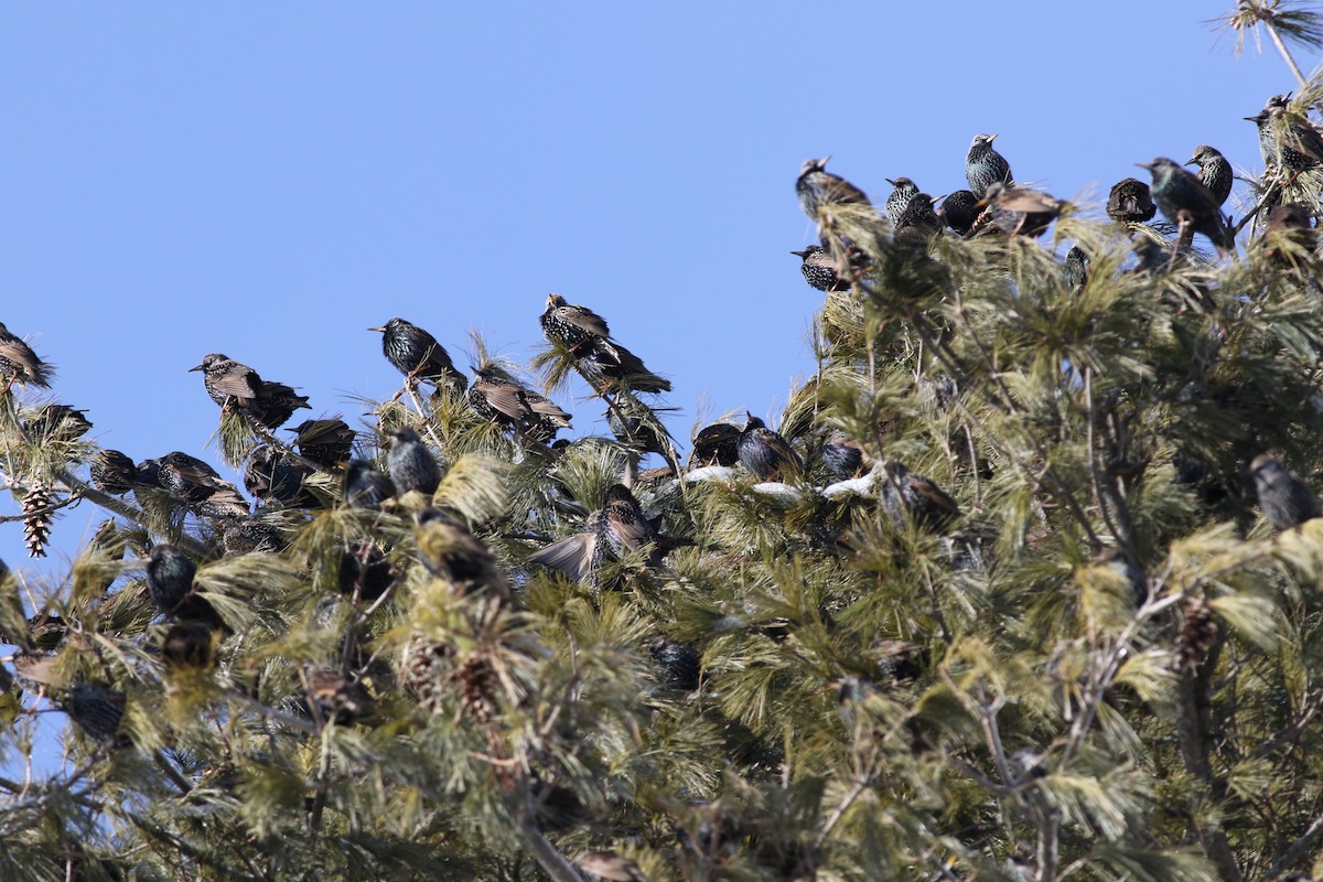 European Starling - ML83229041