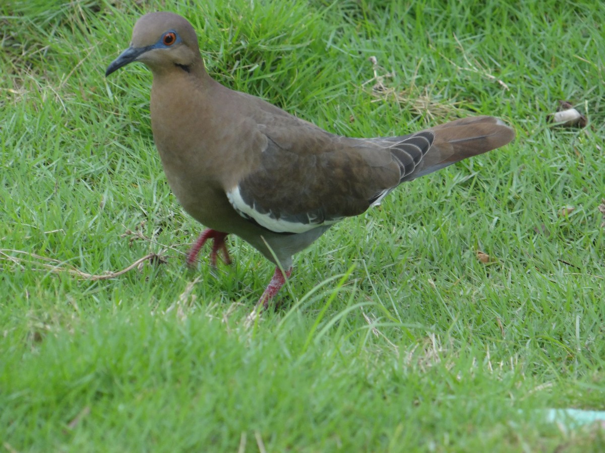 White-winged Dove - ML83230631