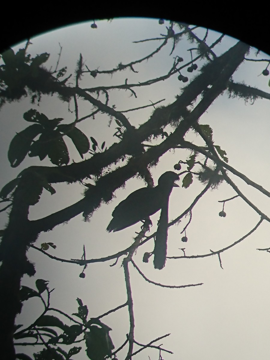 Эквадорская зонтичная птица - ML83230911