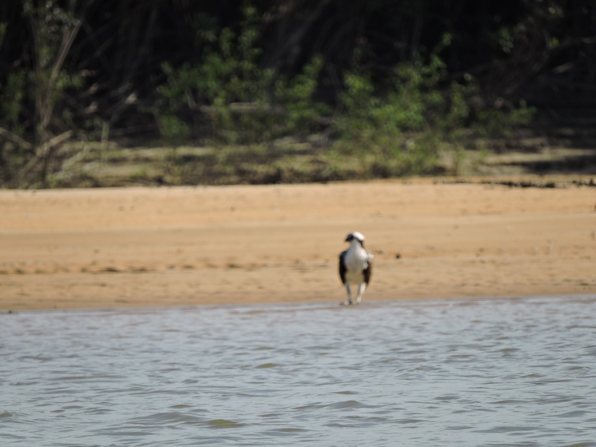Falco pescatore - ML83231151