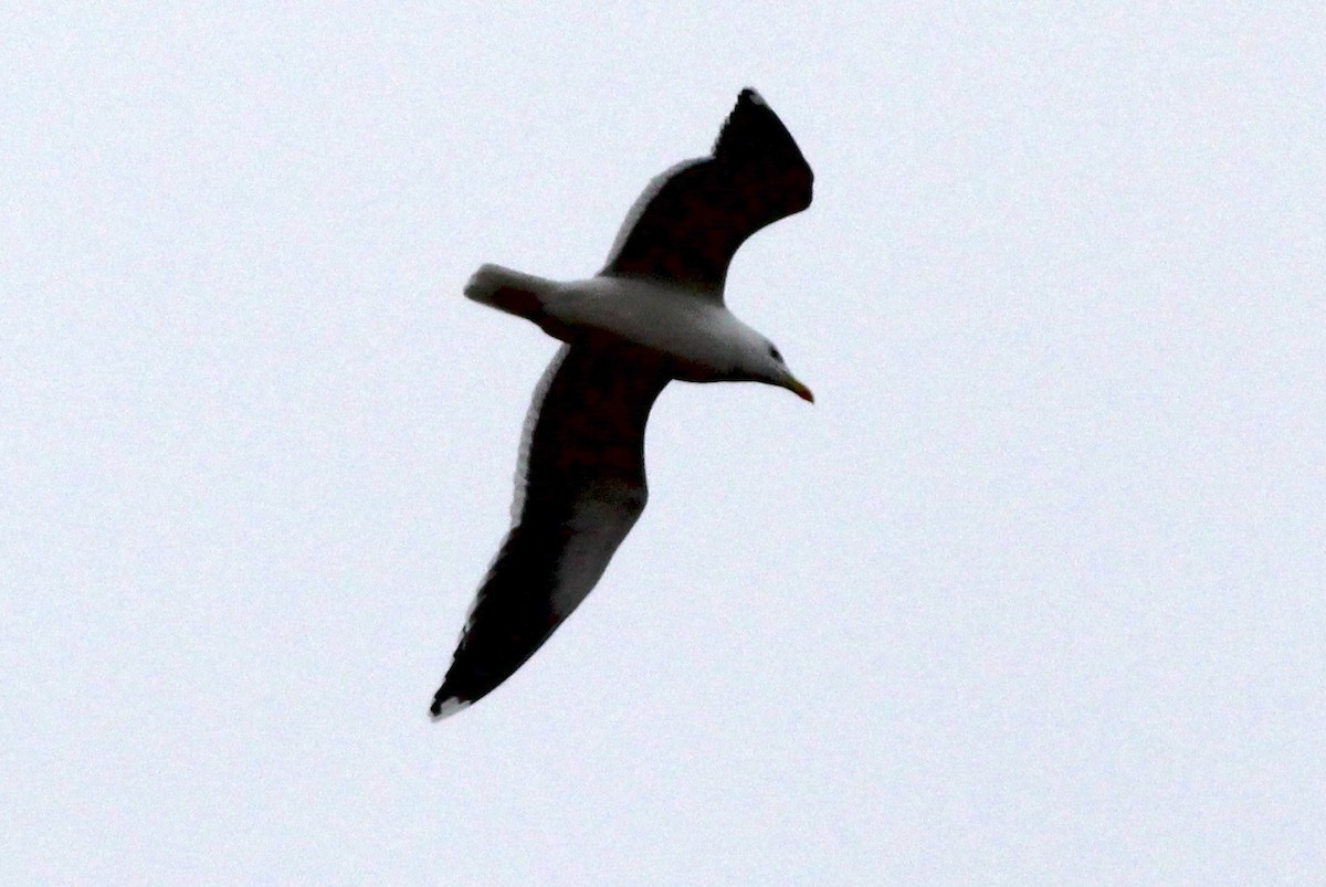 Great Black-backed Gull - ML83231221