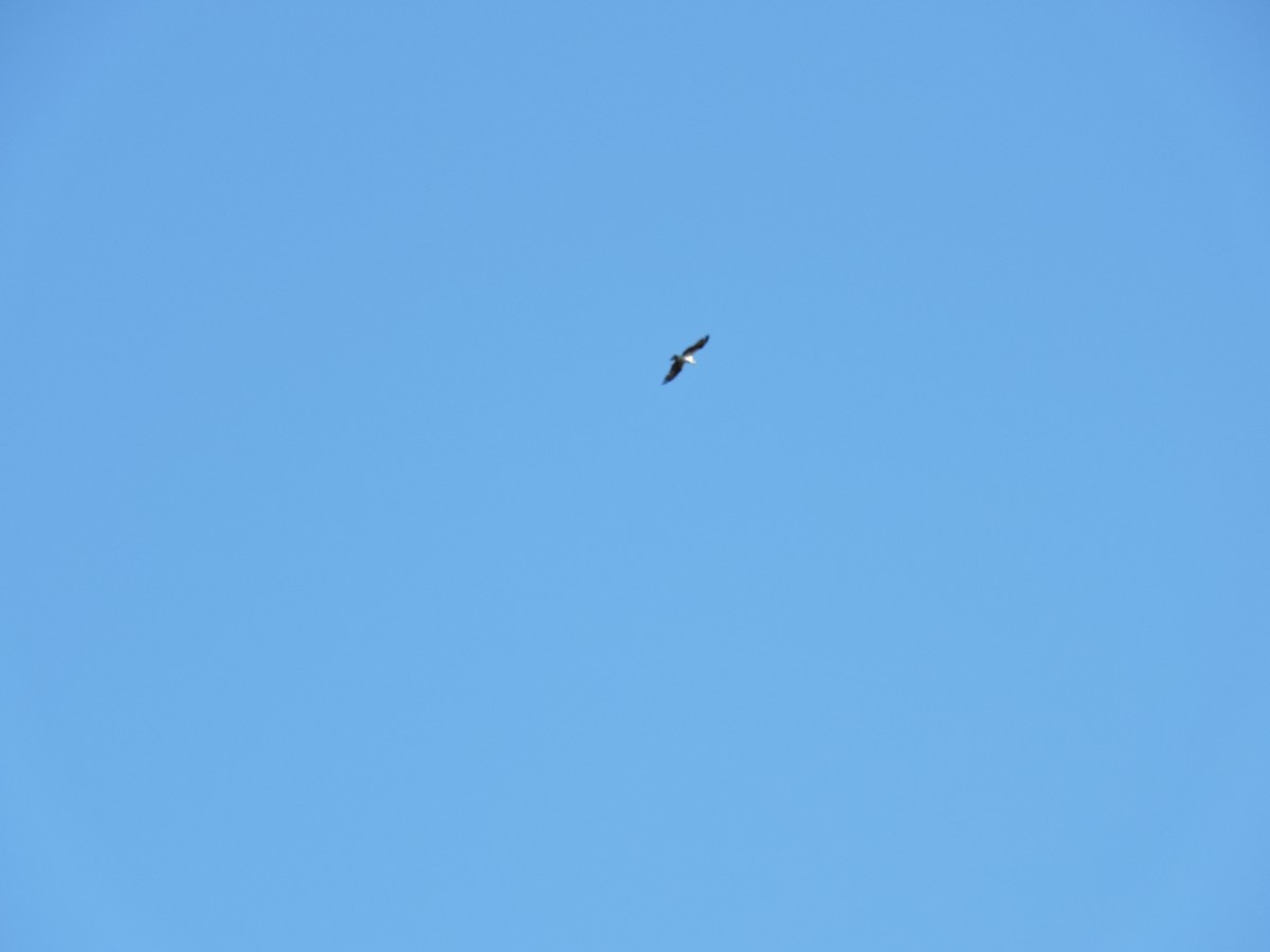 Falco pescatore - ML83231631