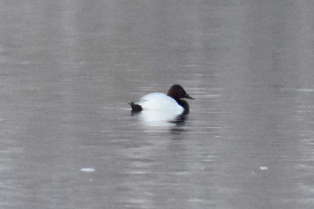 Canvasback - ML83232031