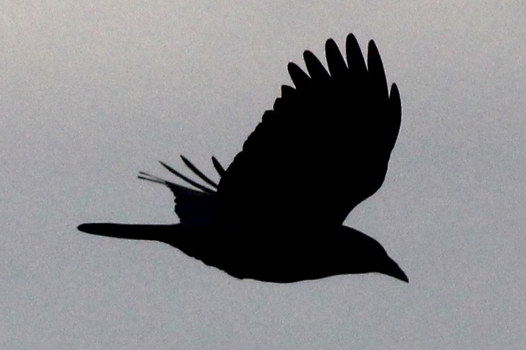 American Crow - ML83232541
