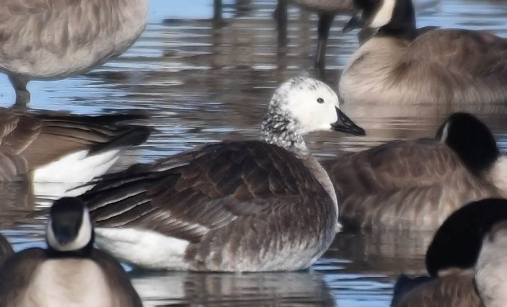 Snow x Cackling Goose (hybrid) - ML83234221