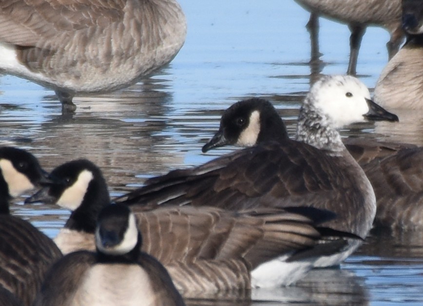 Snow x Cackling Goose (hybrid) - ML83234231