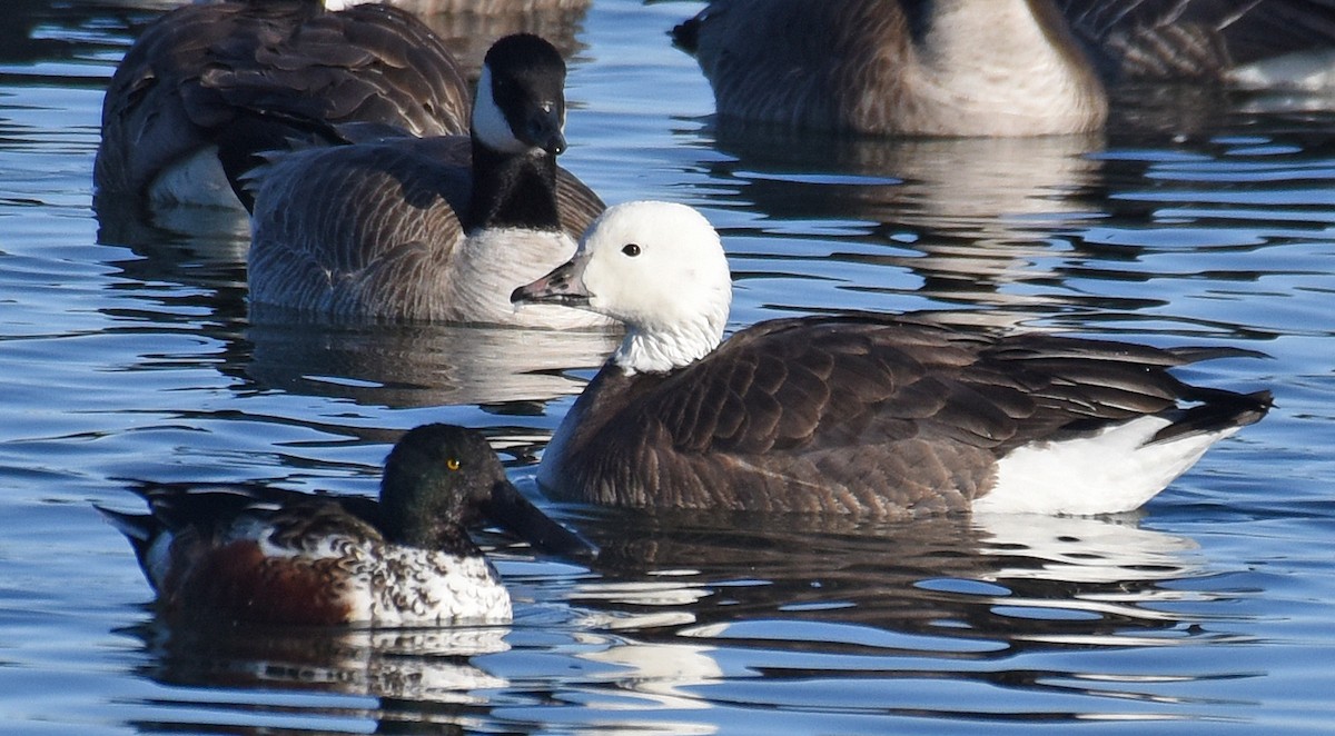 Snow x Cackling Goose (hybrid) - ML83236101