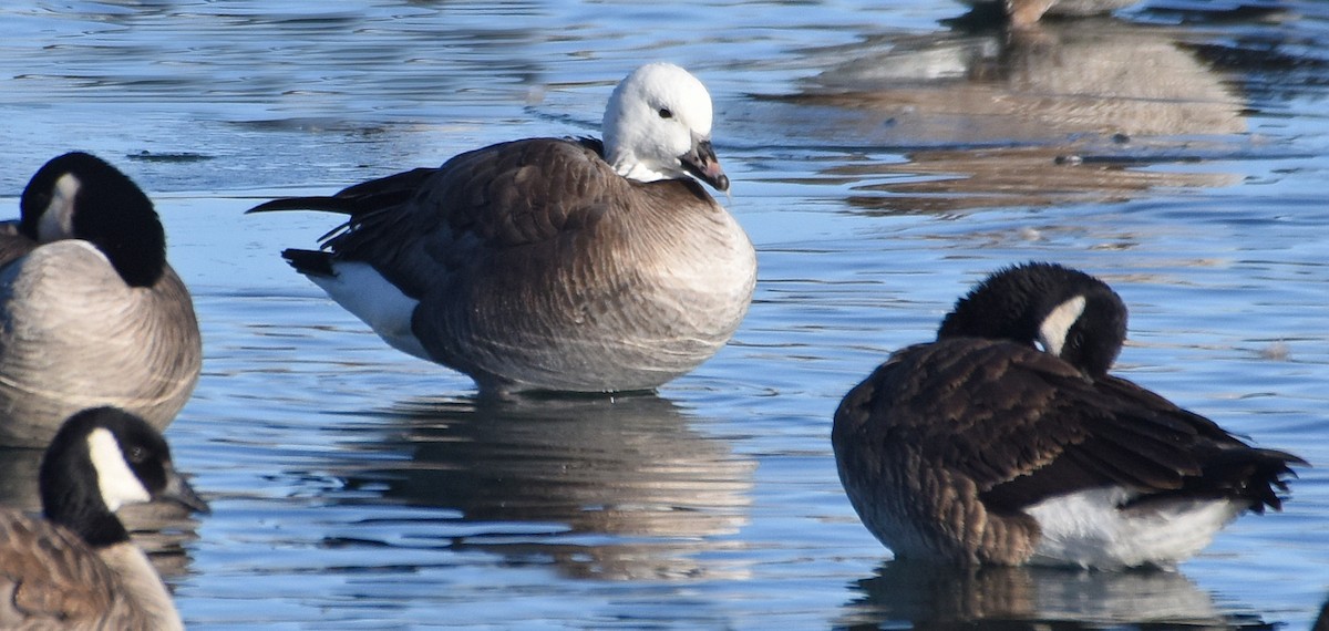 Snow x Cackling Goose (hybrid) - ML83236111