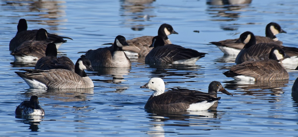 Snow x Cackling Goose (hybrid) - ML83236141