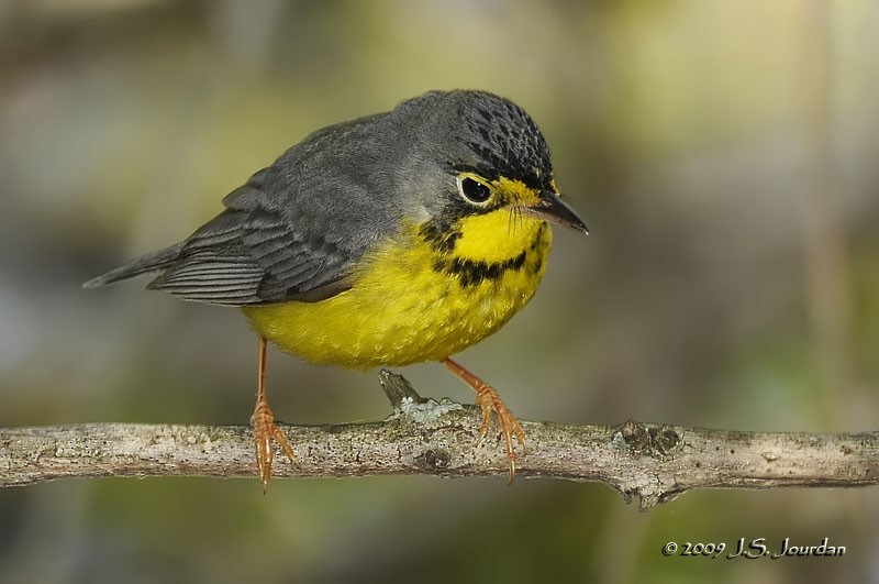 Canada Warbler - ML83237501