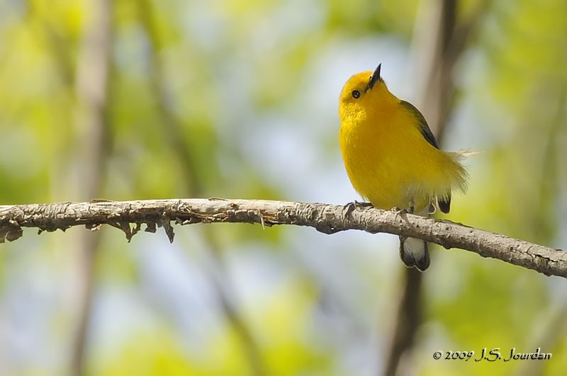 Prothonotary Warbler - Jerome Jourdan