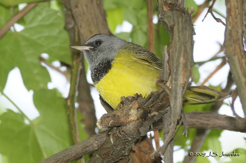 Mourning Warbler - ML83237751