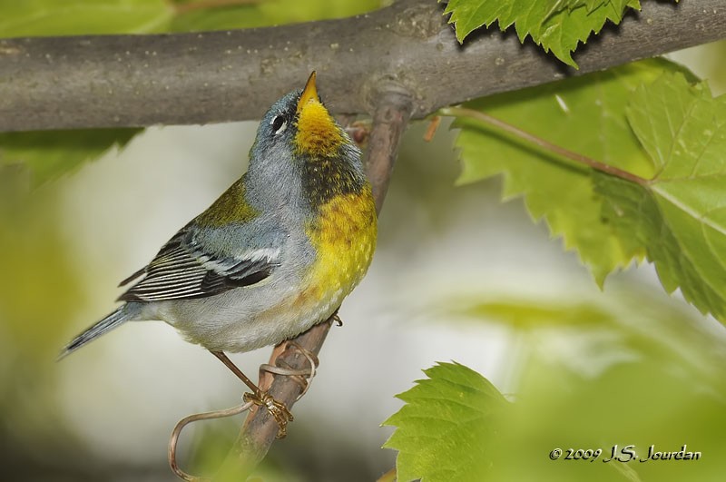 Northern Parula - ML83237831