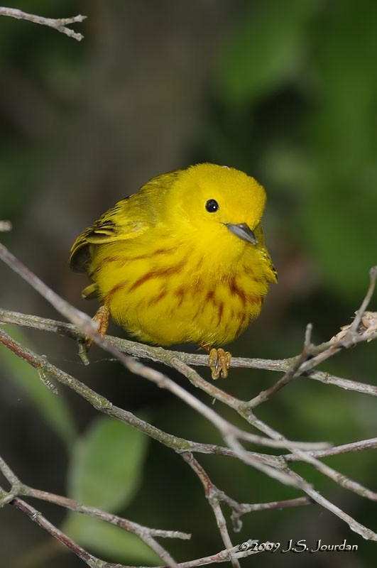 Yellow Warbler - ML83238101