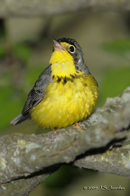 Canada Warbler - Jerome Jourdan