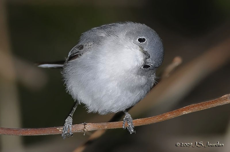 Blue-gray Gnatcatcher - ML83238241