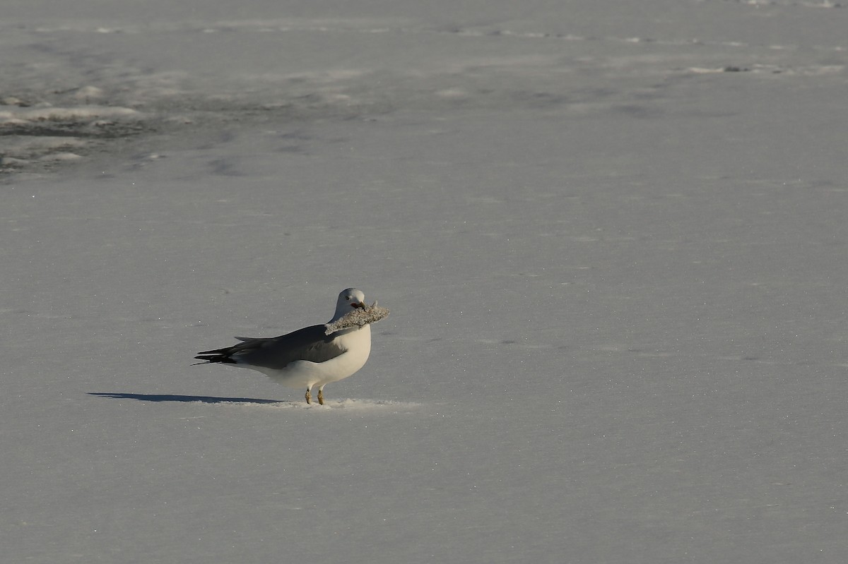 Ring-billed Gull - ML83238321