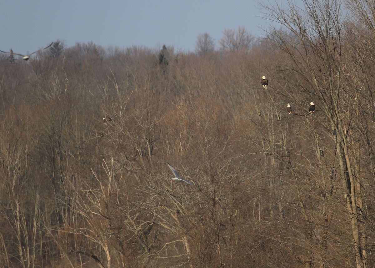 Bald Eagle - Tim Lenz