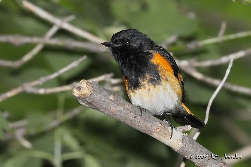 American Redstart - Jerome Jourdan