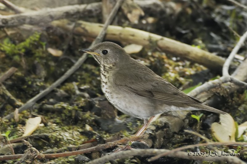 Gray-cheeked Thrush - ML83238811