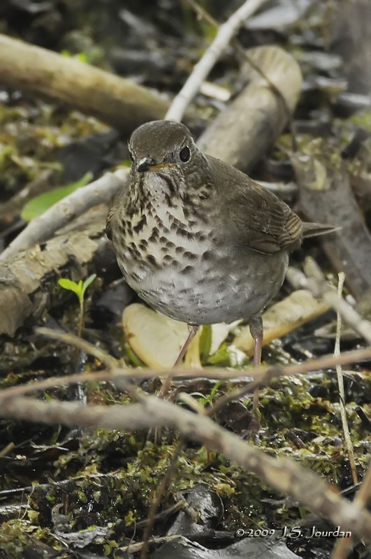 Gray-cheeked Thrush - ML83238911