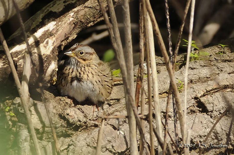 Lincoln's Sparrow - ML83239041