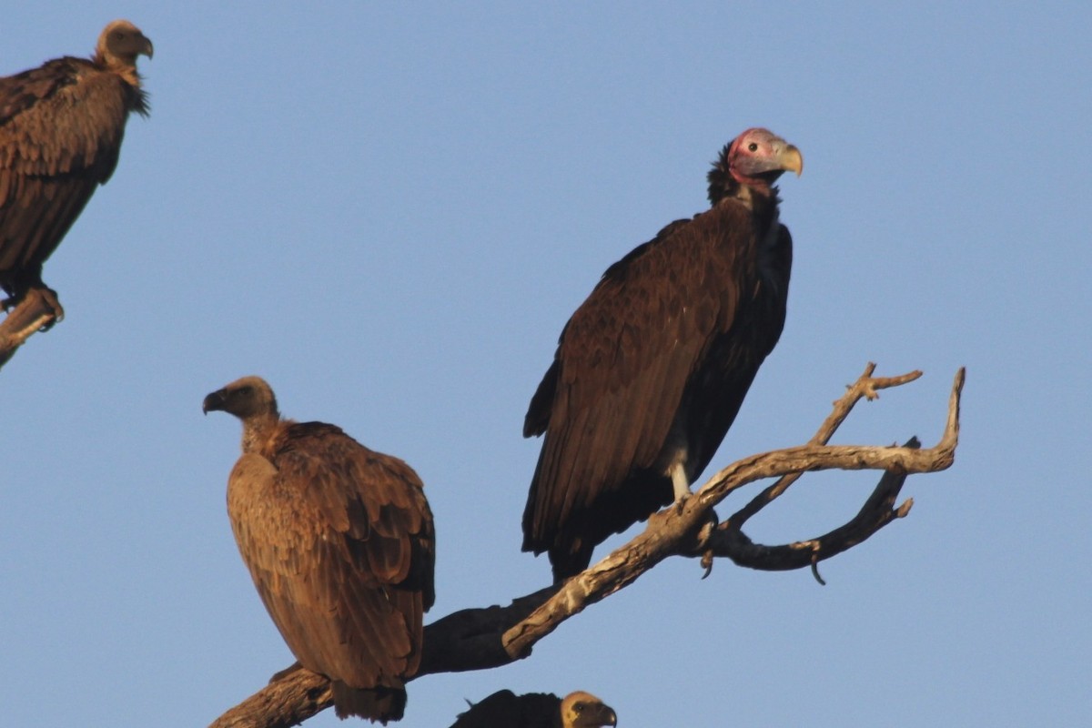 Lappet-faced Vulture - Heidi Regier